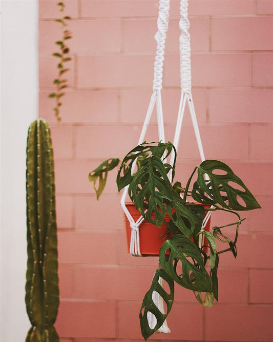 Pflanzenaufhänger RIFLA I Weiß I exzellentes & nachhaltiges Makramee