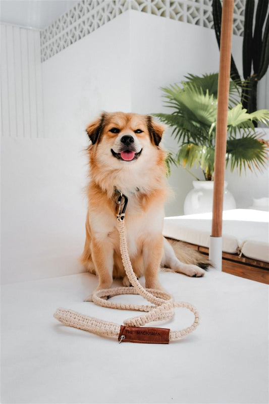 Hundeleine DUI I Creme I exzellentes & nachhaltiges Makramee