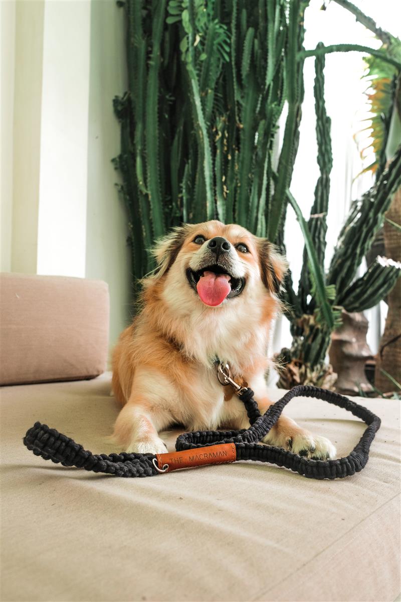 Hundeleine DUI I Salbei I exzellentes & nachhaltiges Makramee