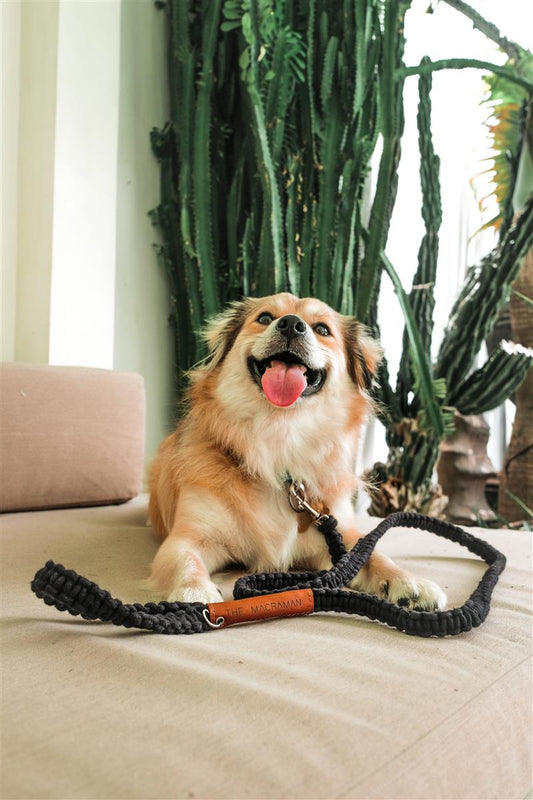 Hundeleine DUI I Salbei I exzellentes & nachhaltiges Makramee