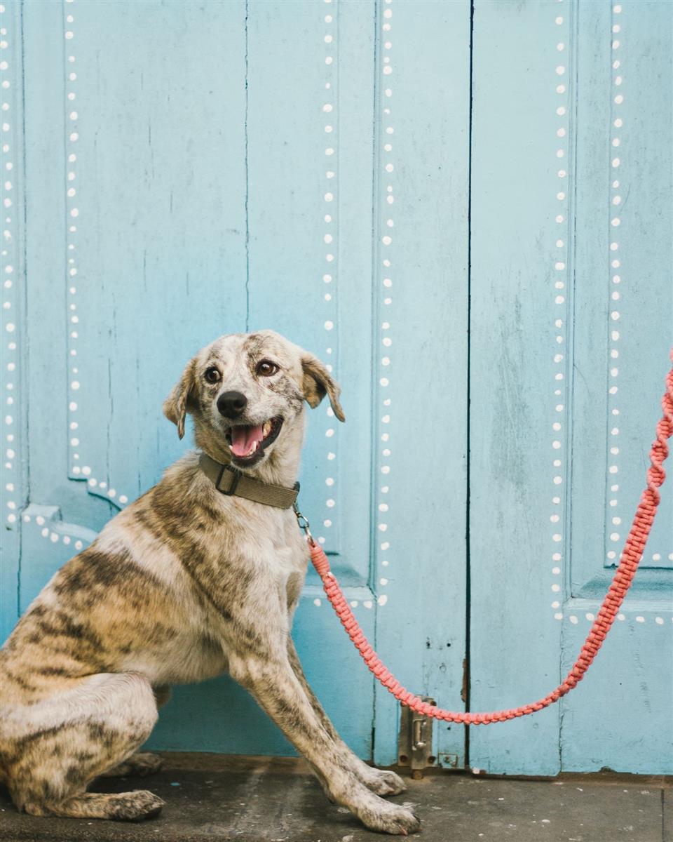 Hundeleine DUI I Errötetes-Pink I exzellentes & nachhaltiges Makramee