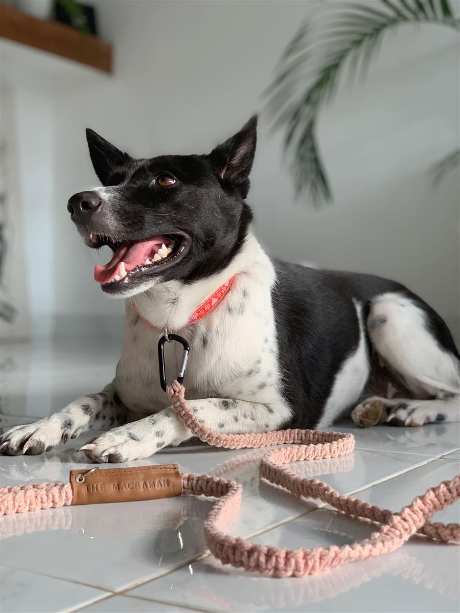 Hundeleine DUI I Errötetes-Pink I exzellentes & nachhaltiges Makramee