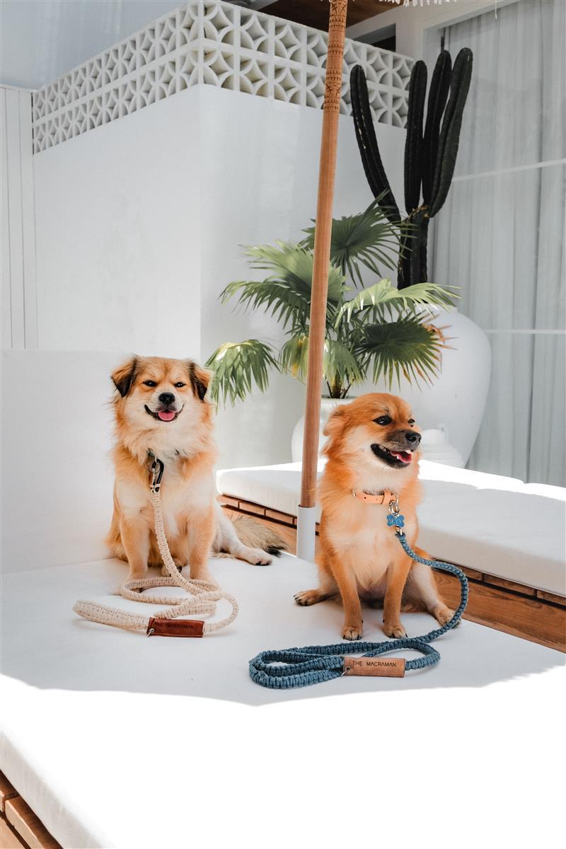 Hundeleine DUI I Salbei I exzellentes & nachhaltiges Makramee