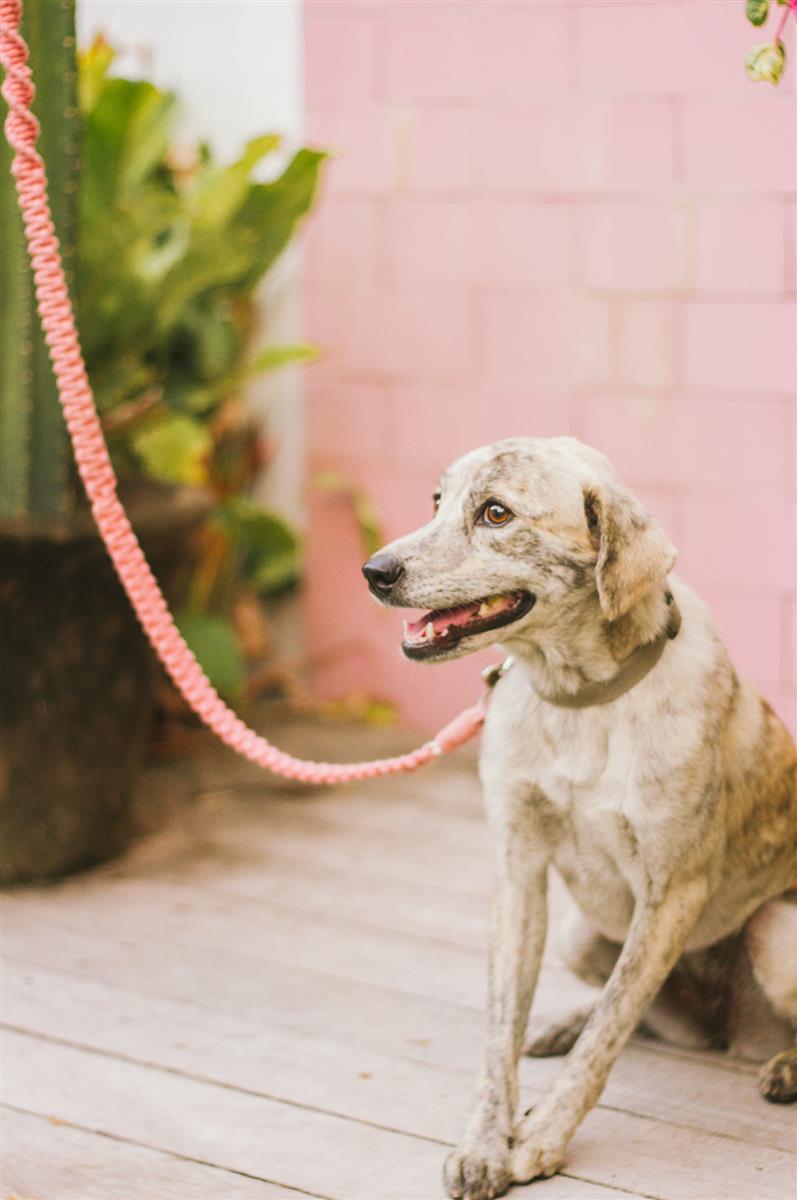 Hundeleine DUI I Salbei I exzellentes & nachhaltiges Makramee